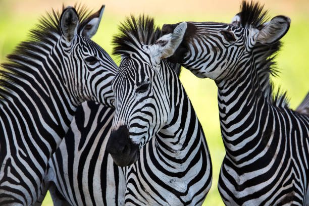 zambia vs botswana: which is better