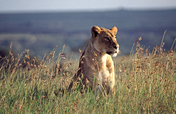 Ngorongoro Crater