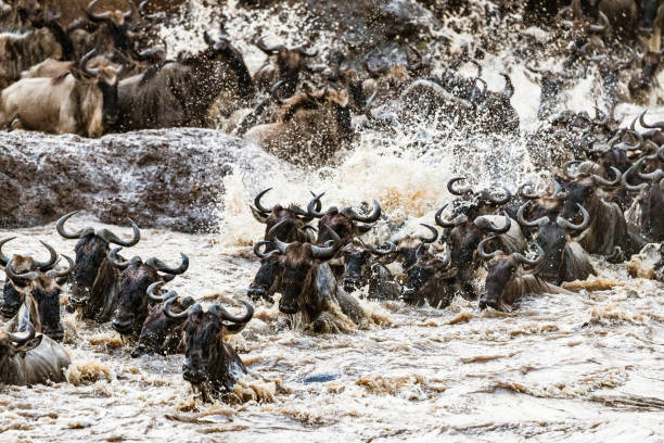 Serengeti National Park