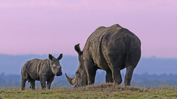 Western Tanzania safaris Katavi and Mahale packages