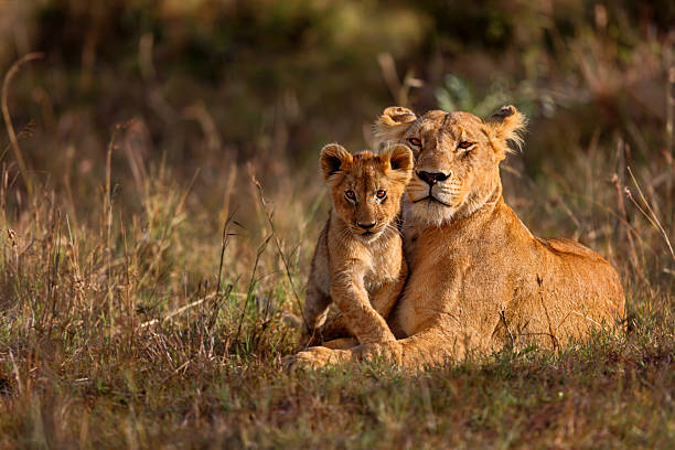 Budget and camping safari packages in Tanzania