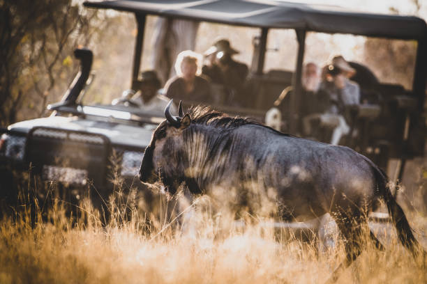 Group joining safari packages in Tanzania