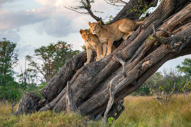 Uganda and Rwanda gorilla trekking tours