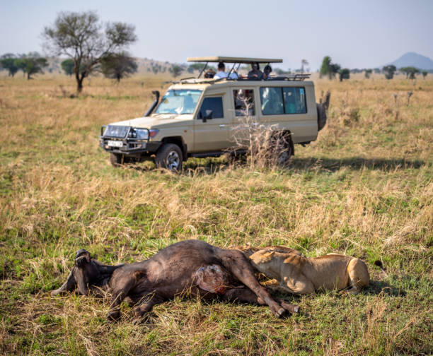  5 Days Northern Tanzania Wildlife Safari – Best Mid-Range Adventure 2026–2027  2026-2027