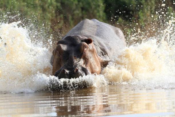  7 Day Complete Southern Tanzania Wildlife Expedition 2026–2027  2026-2027