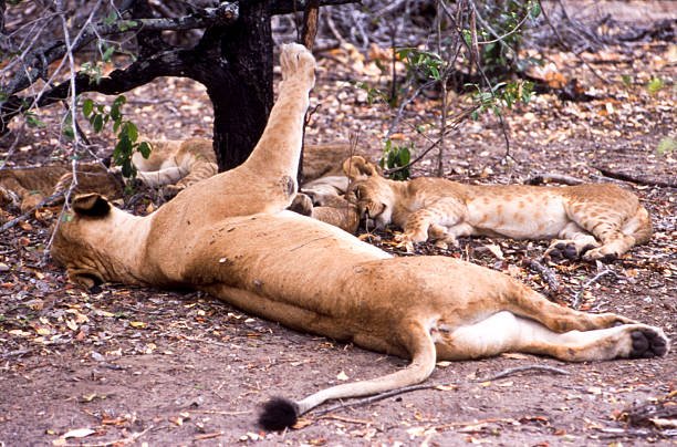 Serengeti Wildlife Safari