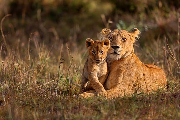Serengeti Migration Safari