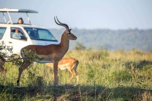 Ngorongoro Crater Safari