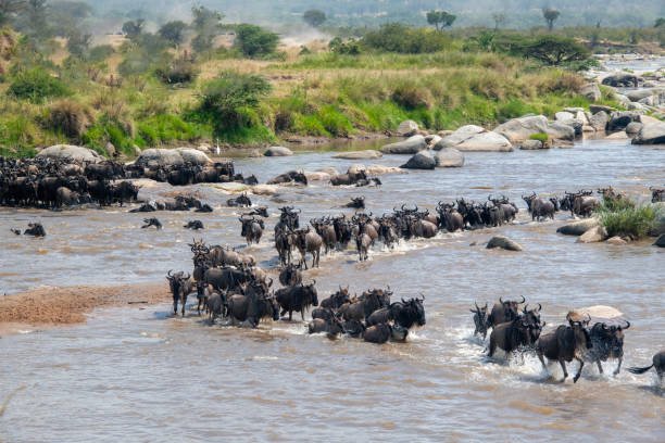Serengeti Migration Safari Tanzania