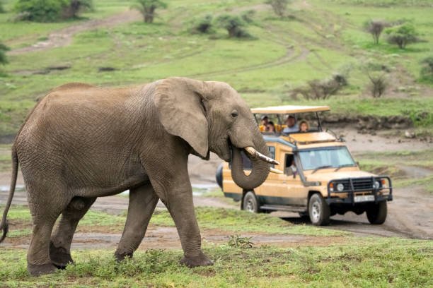 Big Five Safari Serengeti Tanzania