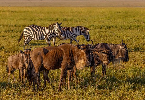 Balloon Safari Serengeti Experience