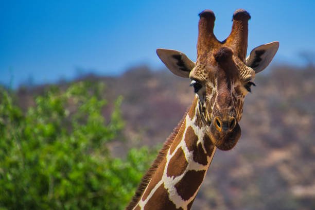 Serengeti Ngorongoro Tarangire Safari