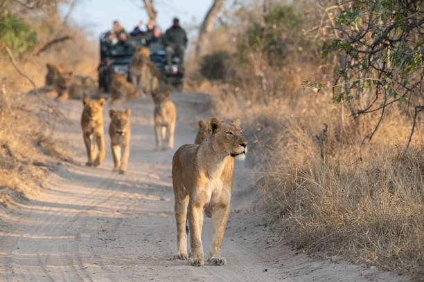 Serengeti Migration Safari