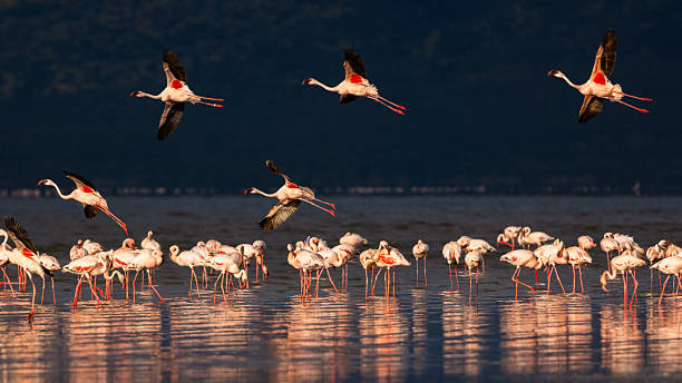 1 Day Lake Natron Bird Watching Tour  2026