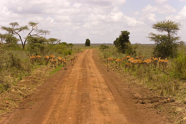 1 day trip kenya safari cost per day  2026