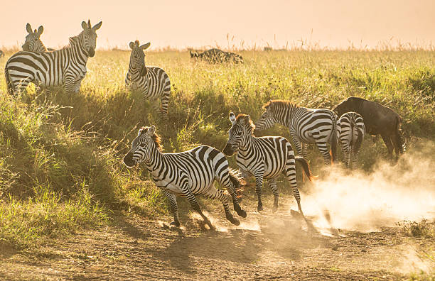  Where Can I See Flamingos in Tanzania?  2026