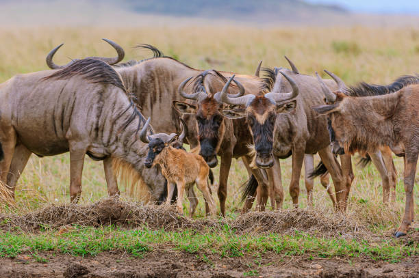  Which Parks Are Best for Rhino Sightings in Tanzania?  2026