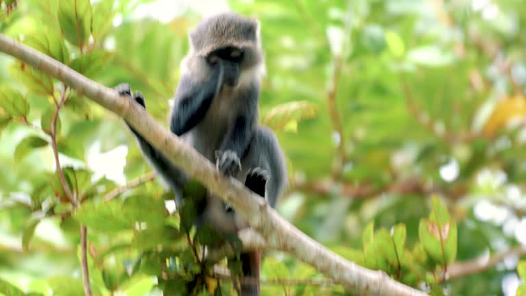  Can I Visit Chimpanzees in Gombe Stream National Park?  2026