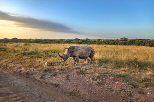 2 Day Amboseli & Nairobi Safari Tour  2026