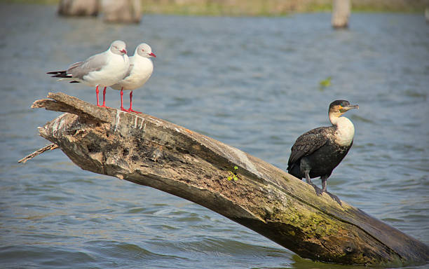 2 Day Lake Naivasha & Crescent Island Safari  2026