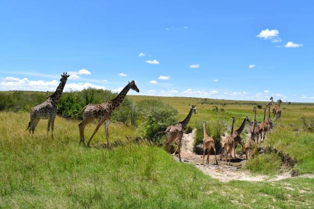 3 Day Nairobi + Maasai Mara Safari  2026