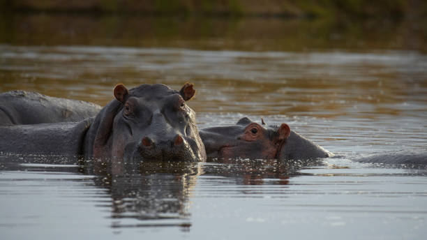  Where Can I See the Mara River Crossings?  2026