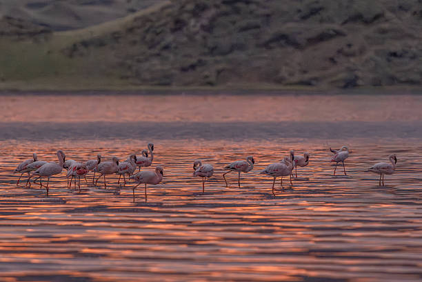 4 Day Lake Natron & Tarangire Safari Package  2026