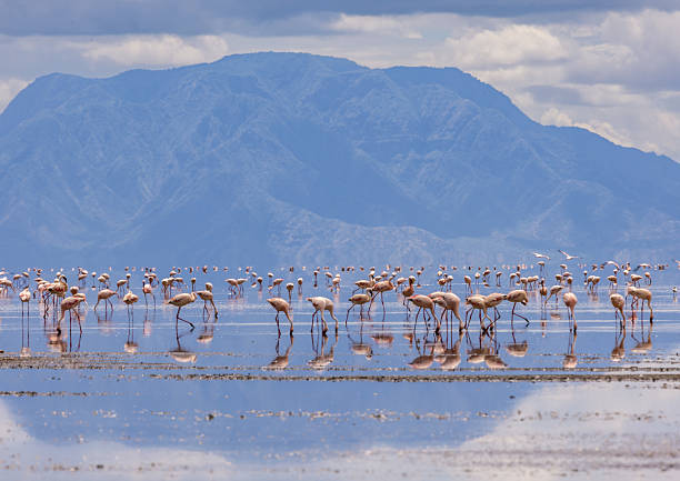 4 Day Ngorongoro & Lake Natron Safari Package  2026