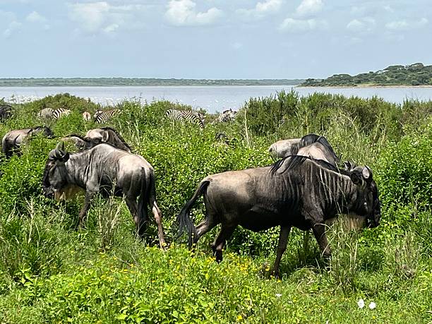4 Day Serengeti & Ngorongoro Safari from Zanzibar  2026