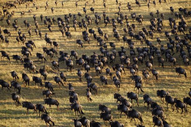  Is Serengeti Worth Visiting Outside Migration Season?  2026