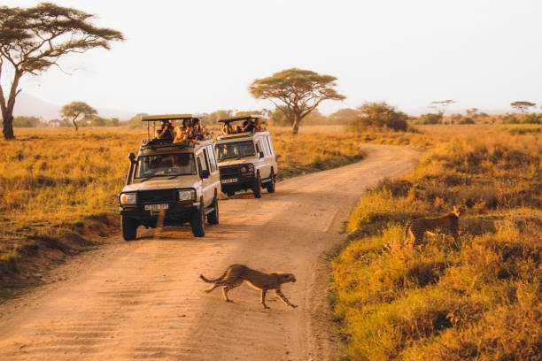  Do I Need Permits to Enter Serengeti National Park?  2026