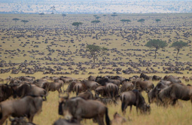5 Day Serengeti Migration Safari from Zanzibar Island  2026