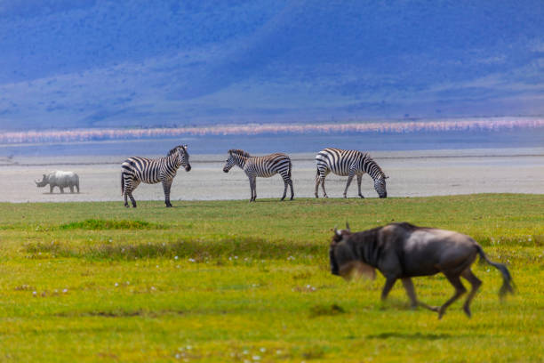 How Much Does a Ngorongoro Crater Tour Cost?  2026