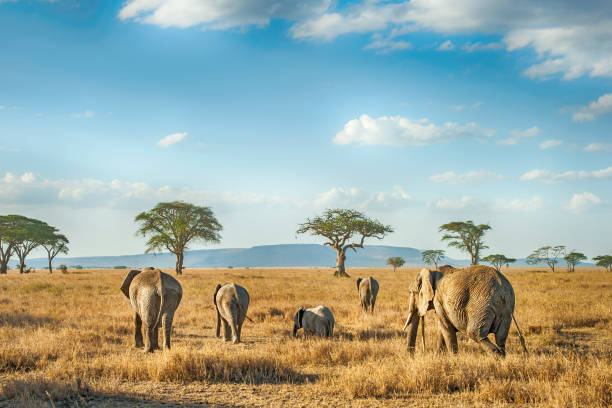  Can I Combine Ngorongoro with Serengeti and Tarangire?  2026