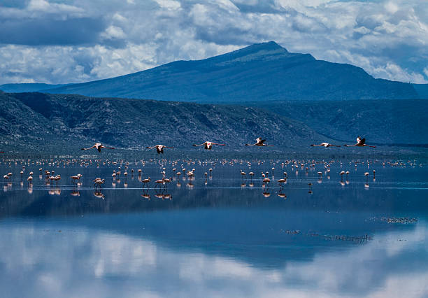 6 Day Northern Circuit Safari including Lake Natron  2026