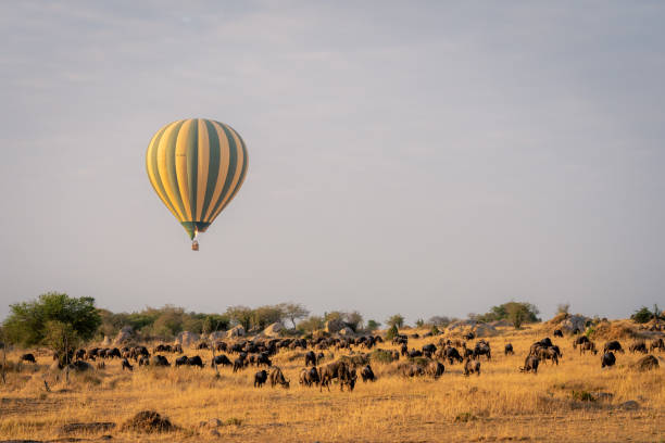 7 Days Serengeti Safari + Hot Air Balloon from Zanzibar  2026