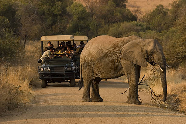  Which Parks Are Best for Seeing Elephants in Tanzania?  2026