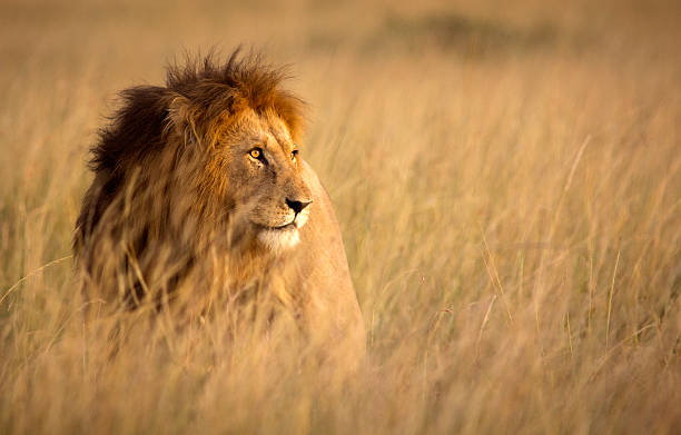  When Is the Best Time to See the Big Five in Tanzania?  2026