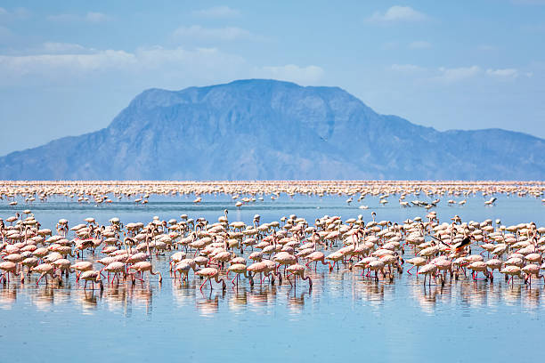Best Lake Natron Tours Tanzania  2026