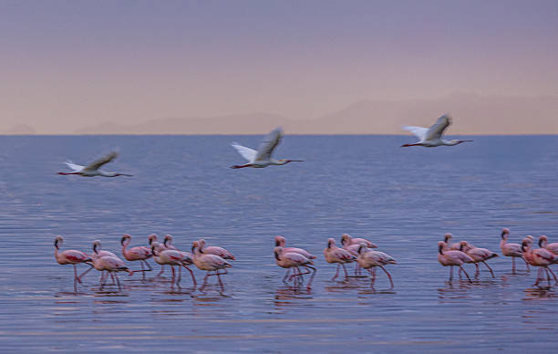 Best Time to See Flamingos at Lake Natron  2026