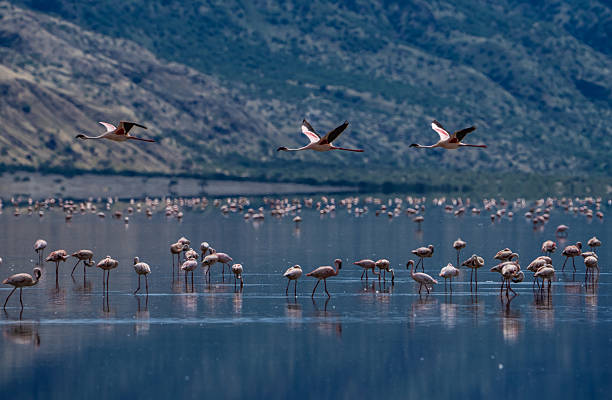Lake Natron Adventure Tours & Hiking  2026