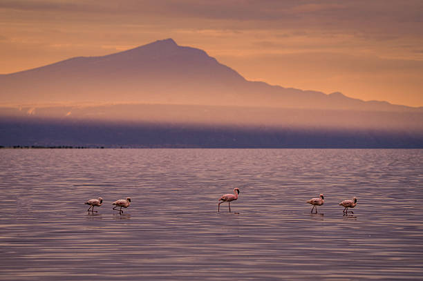 Lake Natron Multi-Day Safari Packages  2026