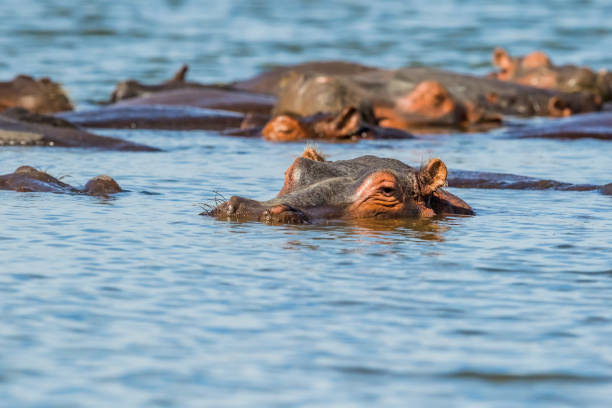 Things to Do in Lake Manyara National Park  2026