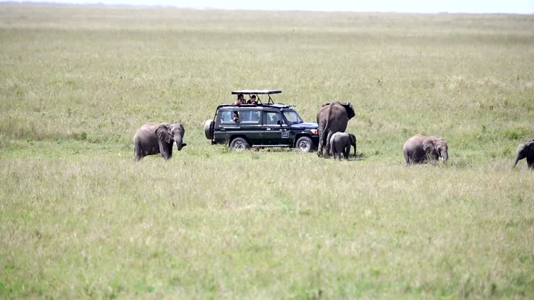 Things to Do in Ngorongoro Crater  2026
