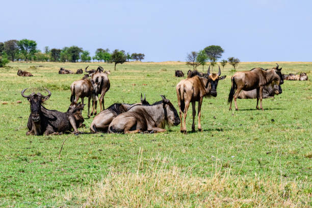 Things to Do in Serengeti National Park  2026