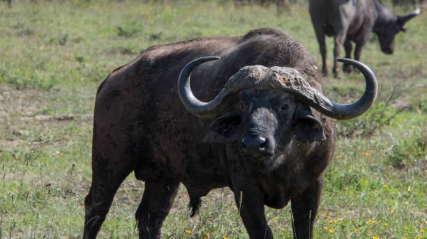 Things to Do in Tarangire National Park  2026