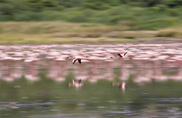 What is Lake Natron Famous for in Tanzania  2026