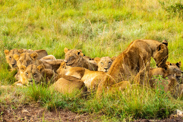 3 Day Nairobi + Maasai Mara Luxury Safari  2026