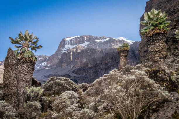 Kilimanjaro Hiking via Lemosho Route, Best Price/Cost  2026