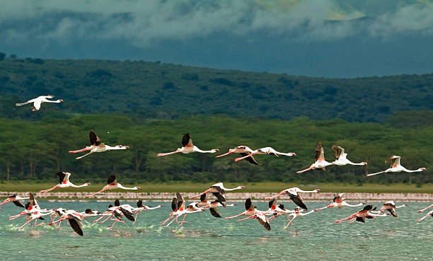 Best Nairobi + Mount Longonot Hiking & Safari Combo  2026